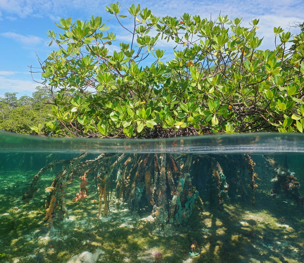 Mangrove ecosystem, roots visible below the waterline